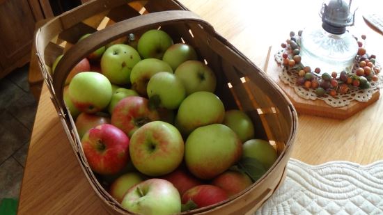 raccolta delle mele