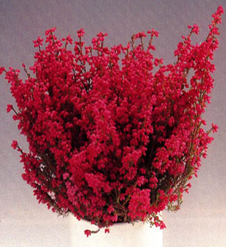L’Erica è una pianta perenne sempreverde che a seconda della specie può avere fiori di diverse colorazion