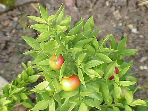 il Ruscus aculeatus, comunemente chiamato pungitopo, un basso arbusto sempreverde con tipiche bacche di colore rosso-arancione