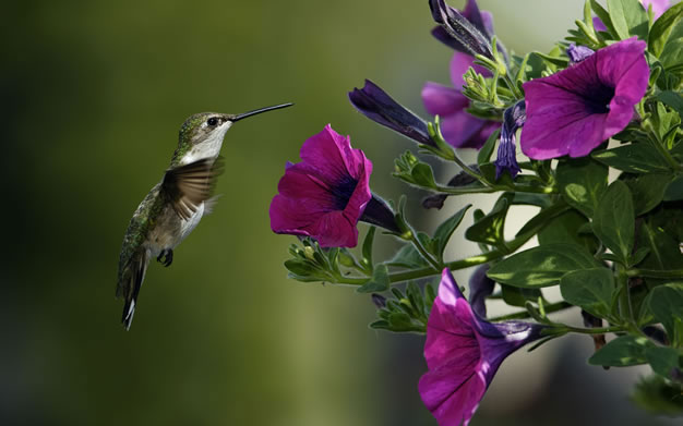 1-colibri