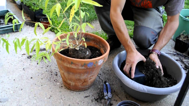 Il trapianto è una delle operazioni di fai da te più comuni per tutti gli amanti del giardinaggio
