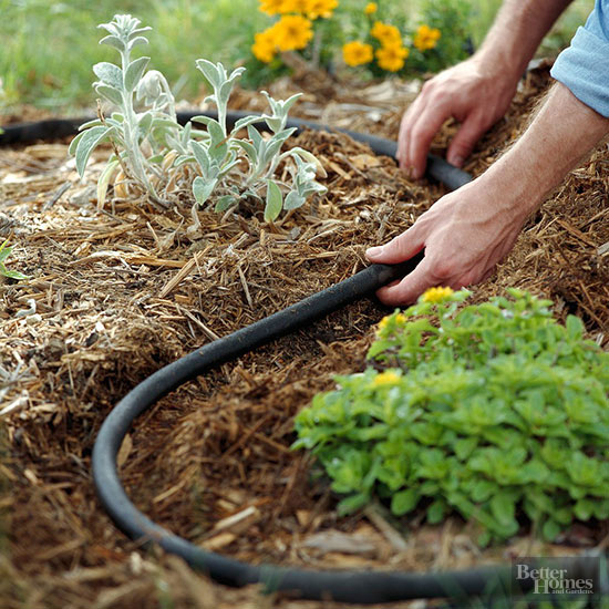 Lo xeriscaping è una forma di giardinaggio concettuale basata principalmente sull’utilizzo di piante resistenti alla siccità