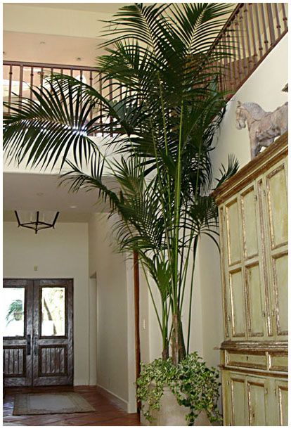 Decorare gli interni con le piante tropicali