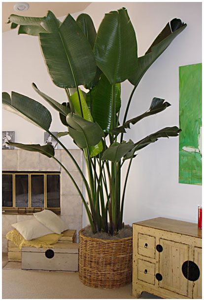 plantas-tropicales-de-interior-3