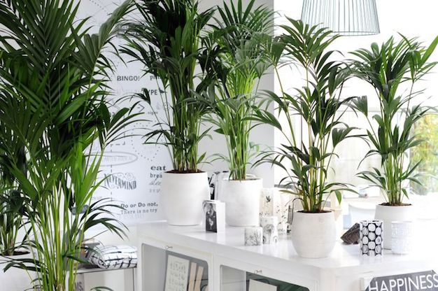 plantas-tropicales-de-interior