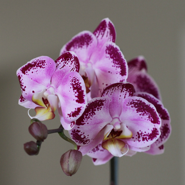 Le orchidee sono tanto belle quanto difficili da coltivare, o almeno questa è la convinzione più diffusa in merito a questi stipendi fiori.