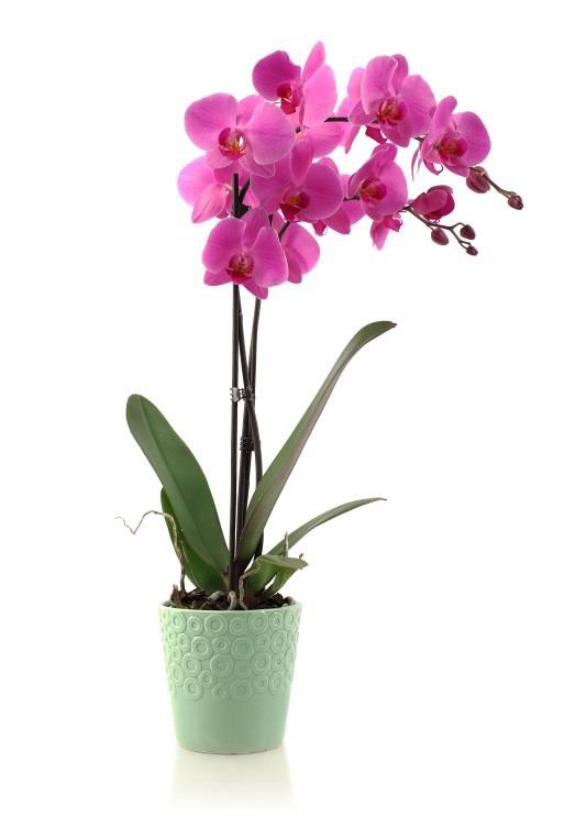 Le orchidee sono molto sensibili all’acqua e soprattutto ai ristagni idrici; necessitano di un alto tasso di umidità