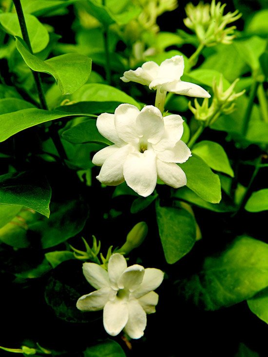 Il Gelsomino arabo, o Jasminum Sambac, è facilmente riconoscibile dal profumo dolce dei suoi fiori