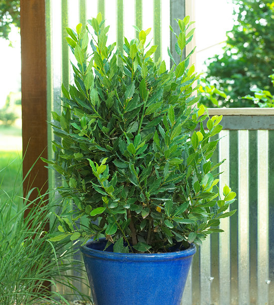 L'alloro, o Laurus nobilis, è un grande arbusto che può essere trasformato in un piccolo albero se coltivato in vaso e adeguatamente potato