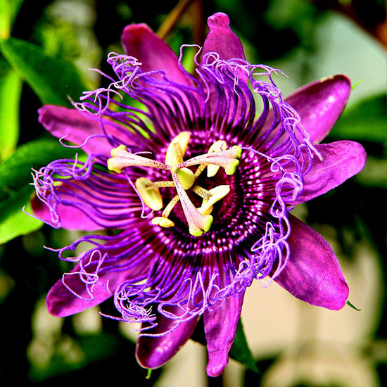 Conosciuta come “fiore della passione”, la Passiflora è una pianta di origine esotica davvero molto attraente