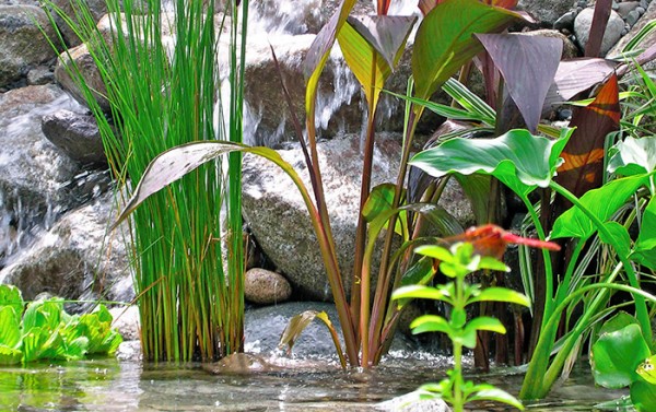Piante acquatiche perfette per realizzare un laghetto in giardino