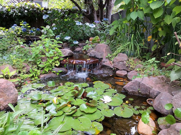 Lago con piante acquatiche all'interno di un giardino