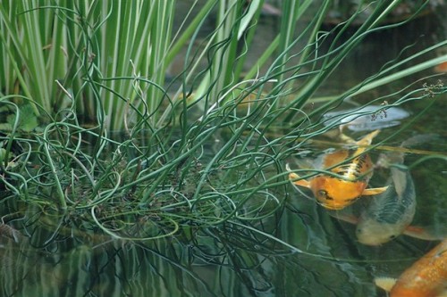 II Juncus effusus Spiralis, conosciuto come giunco comune, è una pianta acquatica cespugliosa e perenne molto resistente