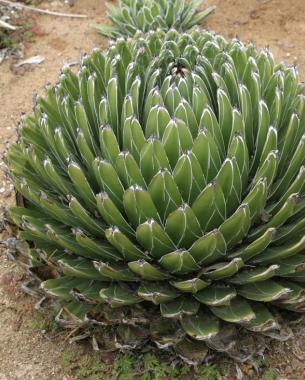 L’Agave Victoriae Reginae è una pianta cespugliosa dalla bellissima forma sferica