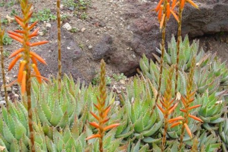 L’Aloe humilis è una specie di aloe ideale per piccoli vasi