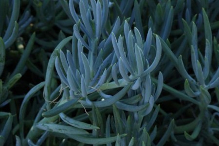 questa succulenta ha foglie cilindriche di colore bluastro a crescita strisciante