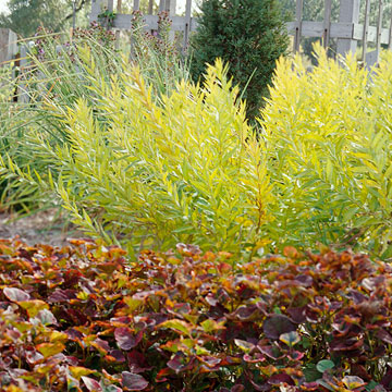 la Amsonia tabernaemontana è una pianta erbacea proveniente dagli Stati Uniti
