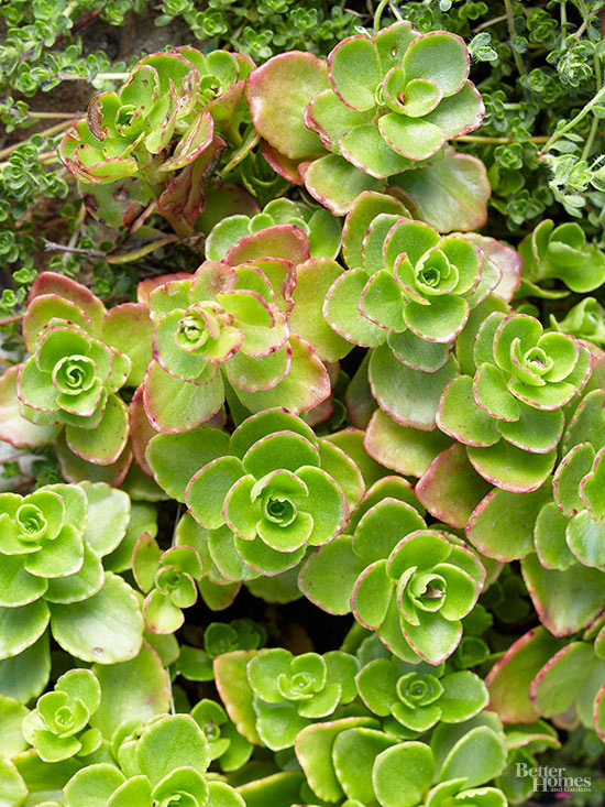Il Sedum è un genere di piante succulente che in alcuni casi possono essere utilizzate come coperture del suolo
