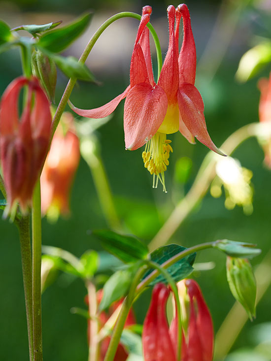 La Aquilegia canadensis è un’incantevole pianta erbacea perenne, molto apprezzata per l’intensa colorazione dei fiori che varia dal rosso al giallo