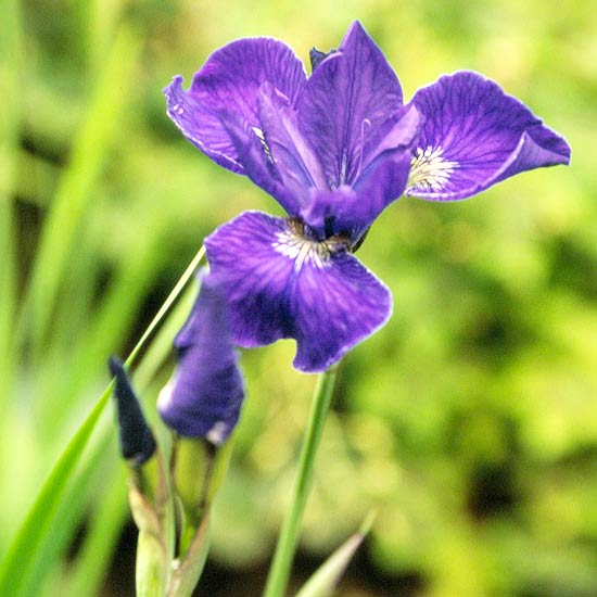 l’Iris siberiano è davvero molto resistente anche alle temperature più rigide