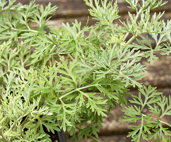 L’Artemisia, o assenzio, è molto apprezzata per il colore grigio verde del fogliame e per essere una pianta praticamente indistruttibile