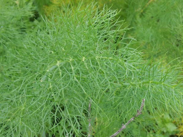 Le foglie di finocchio, molto sottili e abbondanti, possono essere usate come condimento