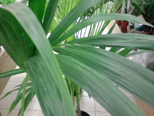 La palma da cocco risulta davvero molto decorativa sia grazie alle foglie lunghe e pinnate, di un bellissimo verde acceso, che alla grande noce che si trova alla base delle pianta
