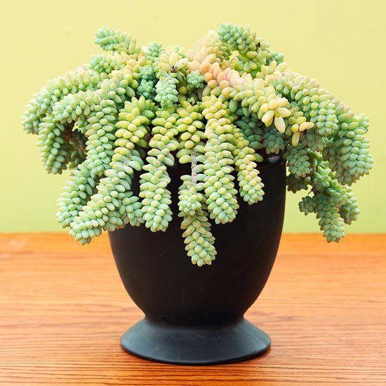 Sedum morganianum, una succulenta a portamento ricadente perfetta, ad esempio, per essere coltivata in vasi appesi