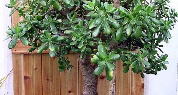 Una magnifica succulenta: la Crassula ovata