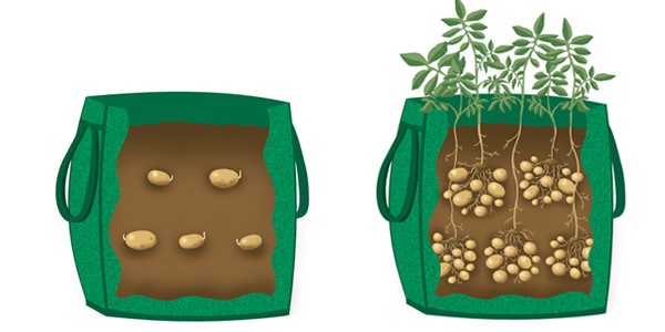 coltivare le patate