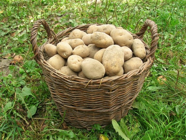 raccolto di patate