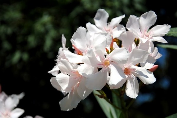 Gli Oleandri, meravigliosi arbusti mediterranei che producono vistosi fiori di colore bianco, rosa, giallo o rosso, sono molto comuni e da sempre utilizzati a scopo ornamentale