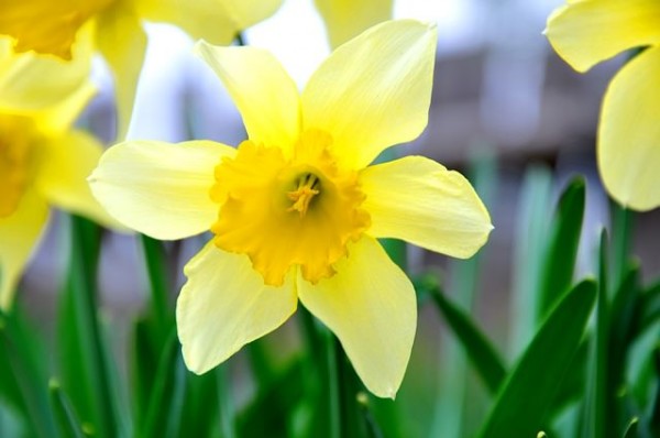 Anche se il fiore e le foglie del Narciso non causano alcun problema, i suoi bulbi, se ingeriti, possono dare luogo a disturbi quali vomito e diarrea