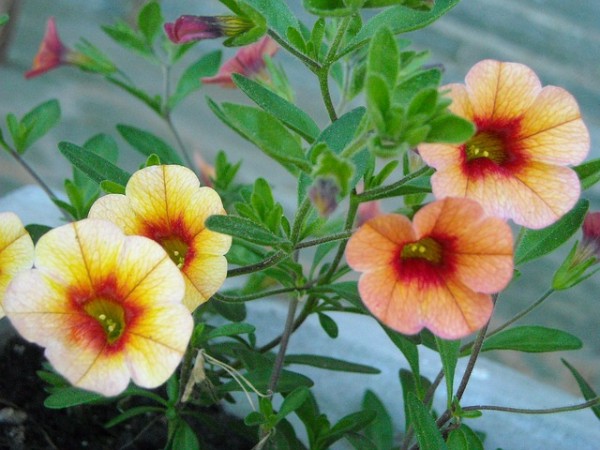 La Calibrachoa ha bisogno di una buona esposizione solare per produrre una fioritura abbondante