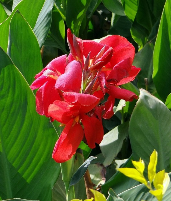 La Canna è un genere di piante di origine tropicale dalle grandi foglie verdi o colorate ( viola- rossastro)