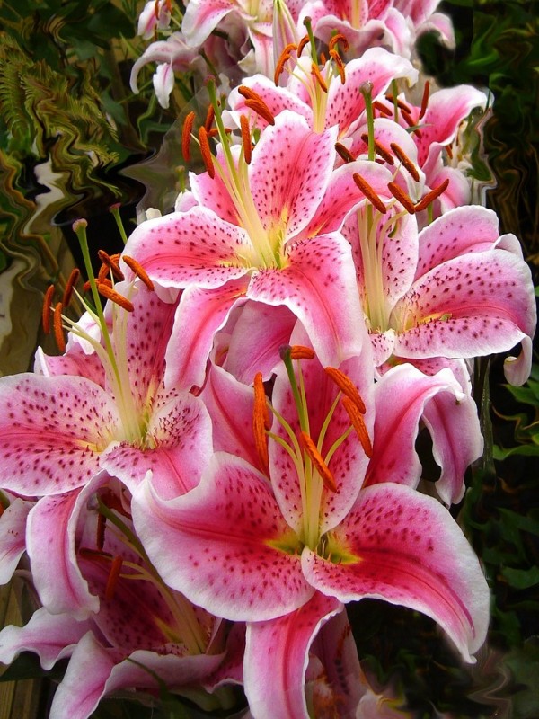 I Gigli sono grandi e meravigliosi fiori che si possono trovare in molte varietà di colori: bianco, giallo, rosa e viola