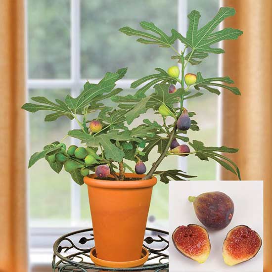 Alcune varietà di fico possono crescere in vaso e sono perfettamente in grado di fruttificare