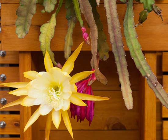 Il cactus orchidea, del genere Epiphyllum che comprende circa 19 specie diverse, oltre ai magnifici fiori è caratterizzato da una crescita a cascata che lo rende perfetto per essere coltivato in un contenitore appeso