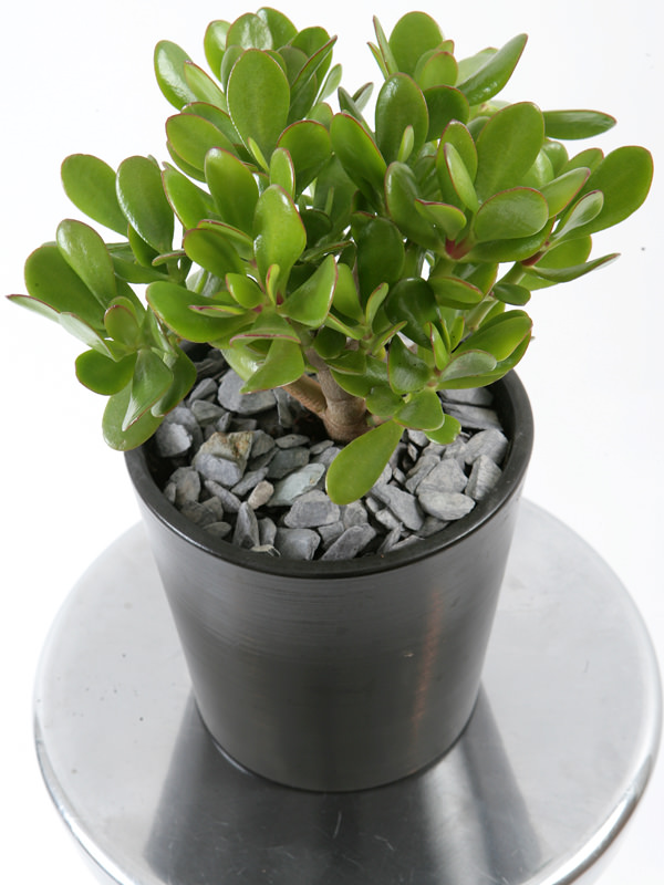 La crassula ovata è una pianta molto diffusa e molto popolare. È semplice da coltivare e nelle giuste condizioni regala una fioritura ricca e molto decorativa
