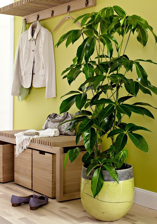 La Schefflera è una pianta arbustiva molto comune negli uffici e nelle abitazioni, è altamente decorativa grazie alle grandi dimensioni e al bellissimo fogliame