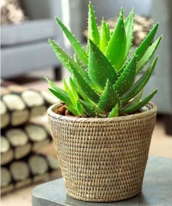 L'Aloe vera necessita di poca luce a poca acqua; è una pianta dalle molte proprietà benefiche e davvero semplice da coltivare