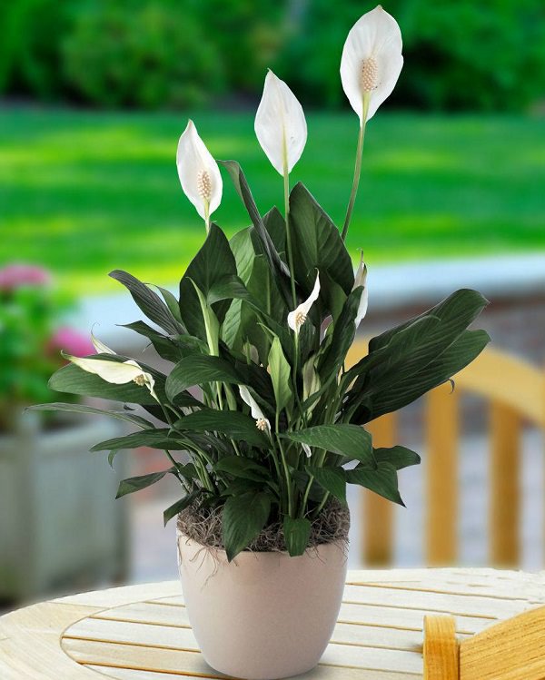Lo Spathiphyllum è una deliziosa pianta molto apprezzata sia per il fogliame che per i fiori bianchi