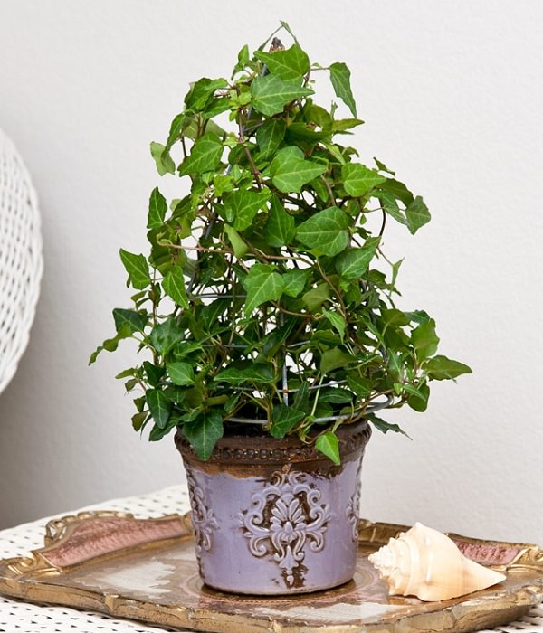Piante d'appartamento. Anche se l'edera è tipicamente coltivata all'aperto, è possibile trattarla come una vera e propria pianta d'appartamento di facile manutenzione