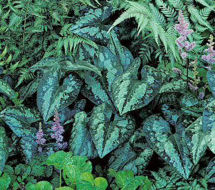 Lo zenzero selvatico, o Asarum, è una pianta nota per il suo fogliame particolare