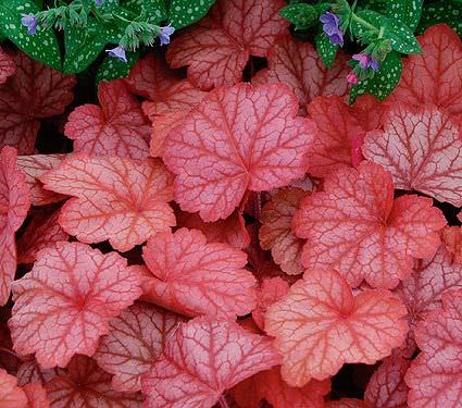 La Heuchera è una pianta perenne, tappezzante e semi sempreverde, che viene coltivata esclusivamente per il suo fogliame che può essere costituito da foglie di colorazione variabile tra il rosso, l'argento, il bronzo e il viola