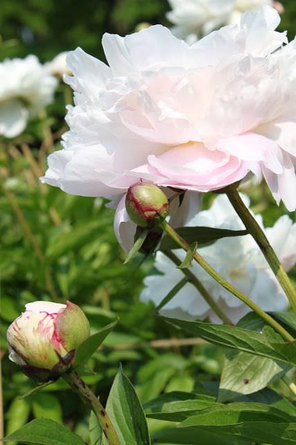Le peonie erbacee comprendono varietà di origine europea con fiori privi di profumo, e varietà originarie della Siberia, i cui fiori hanno una profumazione simile a quella rosa
