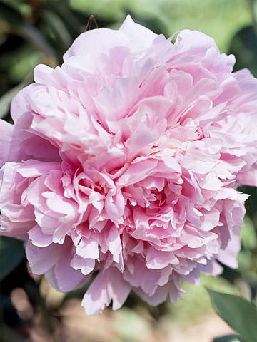 La peonia "Sarah Bernhardt" è una antica varietà ancora molto coltivata a scopo ornamentale.