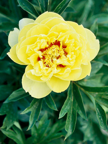 La peonia "Bartzella" è un ibrido molto ricercato di grande bellezza; questa varietà fiorisce a metà stagione e si distingue per la rara colorazione gialla dei suoi fiori e il profumo di limone