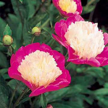 La peonia “Santa Fe”, o “Gay Paree”, è una pianta di media taglia con fiori a coppa di colore fucsia con striature crema e rosa