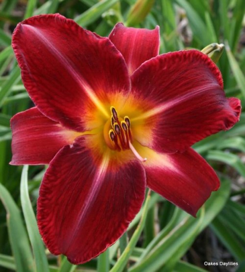 Il Res Volunteer è uno spettacolare fiore di colore rosso che fiorisce a mezza stagione e predilige una zona in semi ombra